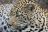 South Africa Kaleidoscope - Leopard im Sabi Sands Reserve
