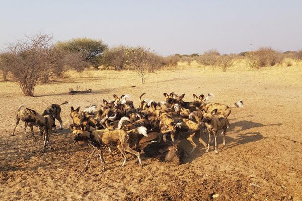 Grassland Bushman Lodge