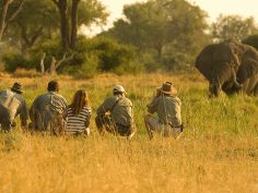 Footsteps across the Detla - Bush Walk