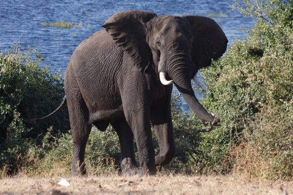 Flugsafari Botswana Experience