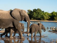 Wild Parks of Botswana