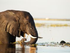 Wild Parks of Botswana