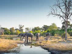 Wild Parks of Botswana