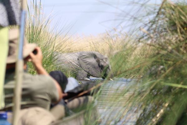 Wild Parks of Botswana