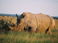 Wild Parks of Botswana