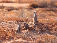 AfriCamps Klein Karoo, Oudtshoorn