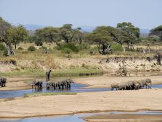 Sand Rivers - Game Drive