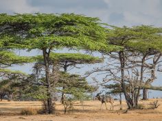 Nyerere National Park