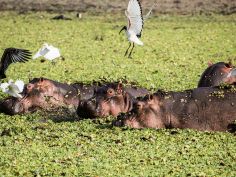 Nyerere National Park